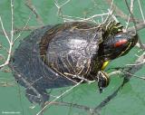 Striped-necked terrapin
