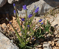 Campanula aizoides 