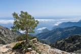 A maple tree high above the gorges of Eligas and Samaria