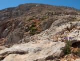 Campanula aizoides below the summit of Agio Pnevma