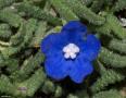 Anchusa cespitosa