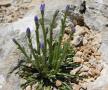 Campanula aizoides